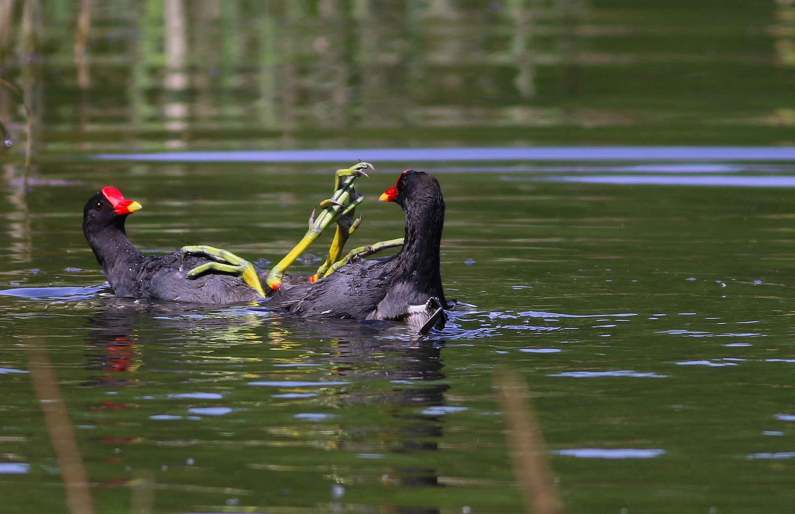 Eurasian Moorhen